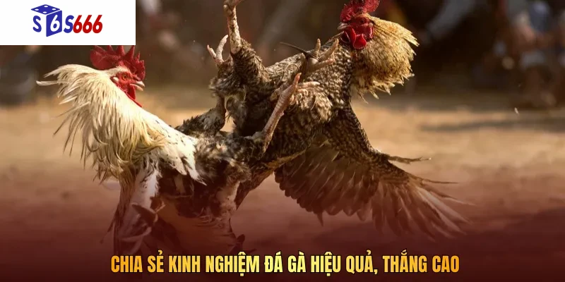 Nắm vững phong cách đối đầu của chiến kê để dự đoán đúng