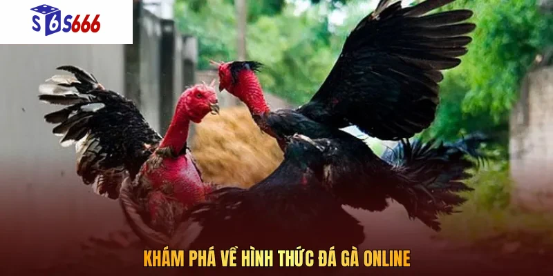 Đá gà online được biết đến là hình thức giải trí ăn khách