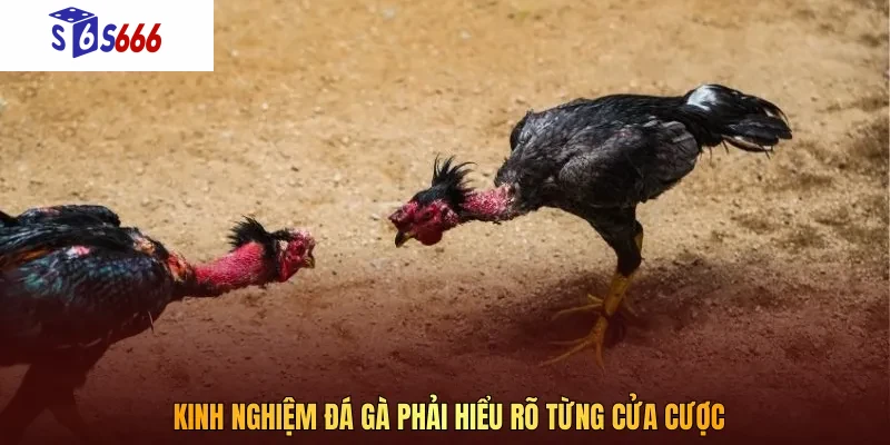 Kinh nghiệm đá gà được đúc kết từ những chuyên gia hàng đầu