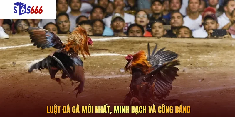 Luật đá gà mới nhất được coi là đơn giản và dễ hiểu với mọi người