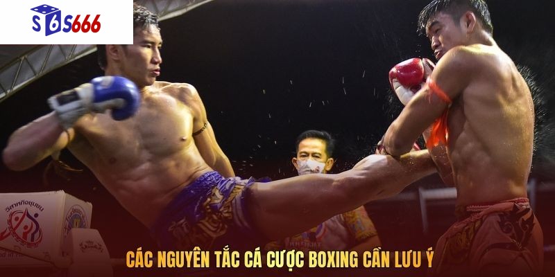 Các nguyên tắc cá cược boxing cần lưu ý