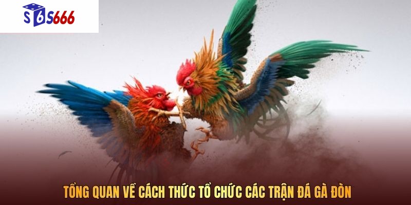 Tổng quan về cách thức tổ chức các trận đá gà đòn